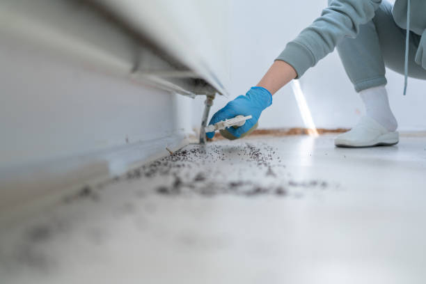 Wasp Removal Services in Otsego, MN